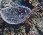 Hawksbill turtle, swimming over reef, Raakeedhoo, Vaavu atoll, Maldives. Image.