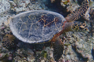 Metta, hawksbill, adopted by Yoga Tage Claudia Shankari Zimmermann & Helga Baumgartner Hawksbill turtle, swimming over reef, Raakeedhoo, Vaavu atoll, Maldives. Image.