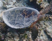 Hawksbill turtle, Vaavu Atoll, Maldives. Image.