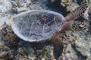 Stefania, hawksbill, adopted for Stefania by Barbara Vassalli Hawksbill turtle, Vaavu Atoll, Maldives. Image.