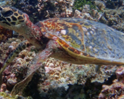 Hawksbill turtle, foraging on reef, Raakeedhoo, Vaavu atoll, Maldives. Image.