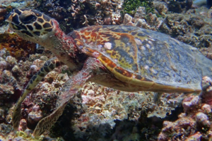 Edo, hawksbill, adopted by Yoga Tage Claudia Shankari Zimmermann & Helga Baumgartner Hawksbill turtle, foraging on reef, Raakeedhoo, Vaavu atoll, Maldives. Image.