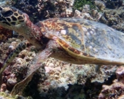 Hawksbill turtle on reef, Vaavu Atoll, Maldives. Image.
