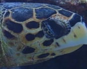 Hawksbill turtle, right facial profile, Raakeedhoo, Vaavu atoll, Maldives. Image.