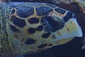 Wisdom, hawksbill, adopted by Yoga Tage Claudia Shankari Zimmermann & Uschi Stoxreiter Hawksbill turtle, right facial profile, Raakeedhoo, Vaavu atoll, Maldives. Image.