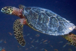 Luca, hawksbill, adopted by Intour Maldives Hawksbill turtle swimming in the blue, Raakeedhoo, Vaavu Atoll, Maldives. Image.