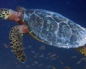 Hawksbill turtle swimming in the blue, Raakeedhoo, Vaavu Atoll, Maldives. Image.