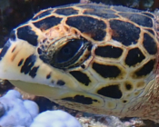 Hawksbill turtle, left facial profile, Raakeedhoo, Vaavu, Maldives