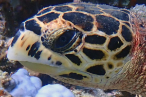 Crush, hawksbill, adopted by Yoga Tage Claudia Shankari Zimmermann & Helga Baumgartner Hawksbill turtle, left facial profile, Raakeedhoo, Vaavu, Maldives