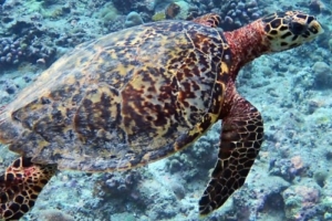 Messi, hawksbill, adopted by Intour Maldives Hawksbill turtle swimming over reef, Raakeedhoo, Vaavu Atoll, Maldives. Image.
