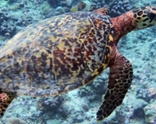 Hawksbill turtle swimming over reef, Raakeedhoo, Vaavu Atoll, Maldives. Image.