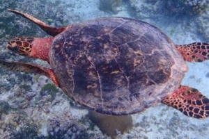 Rainbow, hawksbill, adopted by Yoga Tage Claudia Shankari Zimmermann Hawksbill turtle, South East Corner, Vaavu atoll, Maldives. Image.