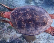 Hawksbill turtle, South East Corner, Vaavu atoll, Maldives. Image.