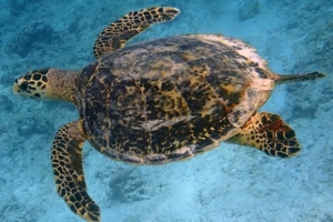 Ruth, hawksbill, adopted for Ruth by Barbara Vassalli Hawksbill turtle, Vaavu Atoll, Maldives. Image.
