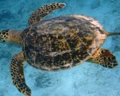 Hawksbill turtle, Vaavu Atoll, Maldives. Image.