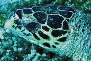 Rambo Sambo, hawksbill, adopted for Sam by Laura Whiteley