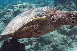 Aailaa, hawksbill, adopted for Jola Marie by Talea & Max Adopted hawksbill turtle Maldives