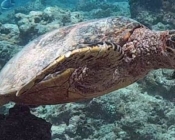 Adopted hawksbill turtle Maldives
