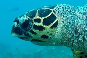 Mastery, hawksbill, adopted by Yoga Tage Claudia Shankari Zimmermann & Chris Keller Hawksbill turtle, left facial profile, Turtle Point, South Male, Maldives. Image.