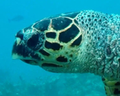 Hawksbill turtle, left facial profile, Turtle Point, South Male, Maldives. Image.