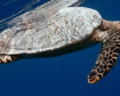 Hawksbill turtle, Maafushivaru House Reef, Ari Atoll, Maldives