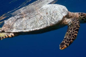 Momo, hawksbill turtle, adopted by Janos Hawksbill turtle, Maafushivaru House Reef, Ari Atoll, Maldives