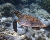 Hawksbill, Wall, Hurawalhi, Lhaviyani Atoll, Maldives. Image.