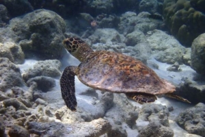 Zulu, hawksbill, adopted by Frans Feld & Justine Lomax Hawksbill, Wall, Hurawalhi, Lhaviyani Atoll, Maldives. Image.