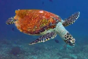 Dude, hawksbill, adopted