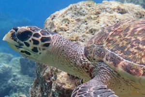 Happy, hawksbill, adopted for Carolin and Isabel by Carola Golding Adopted hawksbill turtle Maldives