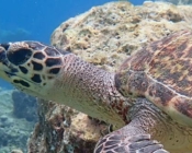 Adopted hawksbill turtle Maldives