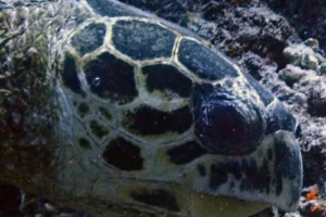 Bob Csaki, hawksbill, adopted for Mateus & Marcus by Sebastian Hawksbill, Kuredu Caves, Lhaviyani Atoll, Maldives. Image.