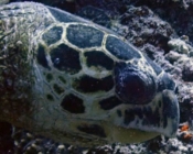 Hawksbill, Kuredu Caves, Lhaviyani Atoll, Maldives. Image.
