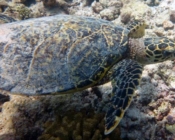 Hawksbill turtle, Sun Beru, South Ari Atoll, Maldives