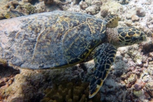 Brooke, hawksbill, adopted by Jenny Kaufman Hawksbill turtle, Sun Beru, South Ari Atoll, Maldives