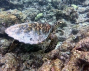 Critically endangered hawksbill turtle, Maldives