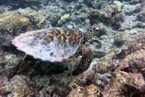 Bryn, hawksbill, adopted for Ben by Wayne David Critically endangered hawksbill turtle, Maldives