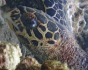 HK4047, hawksbill, Komandoo House Reef, Lhaviyani Atoll, Maldives