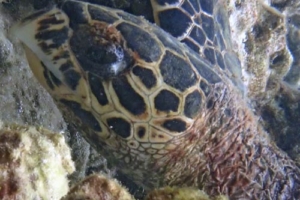 Ben, hawksbill, adopted for Kirstin & Kevin by Ute & Uwe Bauer HK4047, hawksbill, Komandoo House Reef, Lhaviyani Atoll, Maldives