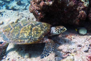 Emelie, hawksbill, adopted for Emelie by Huong Ngo