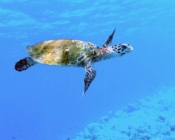 Adopt and save a hawksbill turtle in Maldives