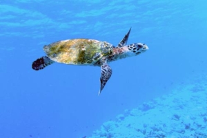 Milow, hawksbill, adopted by Frans Feld & Justine Lomax Adopt and save a hawksbill turtle in Maldives