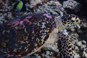 Happy Day, hawksbill, adopted by Yoga Tage Claudia Shankari Zimmermann Hawksbill turtle, on reef, Dherufinolhu, Lhaviyani Atoll, Maldives. Image.