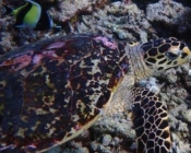 Hawksbill turtle, on reef, Dherufinolhu, Lhaviyani Atoll, Maldives. Image.