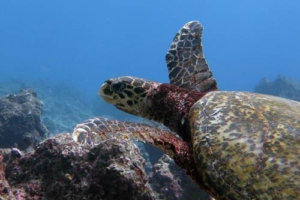 Helga, hawksbill, adopted by Frank & Rilana Hawksbill, Turtle Rock, Lhaviyani Atoll, Maldives
