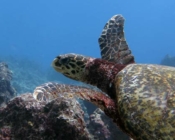 Hawksbill, Turtle Rock, Lhaviyani Atoll, Maldives