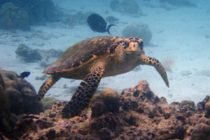 Emily, hawksbill, adopted for Emily by Manuela Hawksbill turtle, Tinga Giri, Lhaviyani Atoll, Maldives