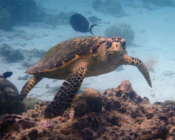 Hawksbill turtle, Tinga Giri, Lhaviyani Atoll, Maldives