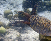 Hawksbill turtle, Kuredu Caves, Lhaviyani Atoll, Maldives. Image.