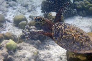 Lyla, hawksbill, adopted by Paul & Carla Sierpinski Hawksbill turtle, Kuredu Caves, Lhaviyani Atoll, Maldives. Image.